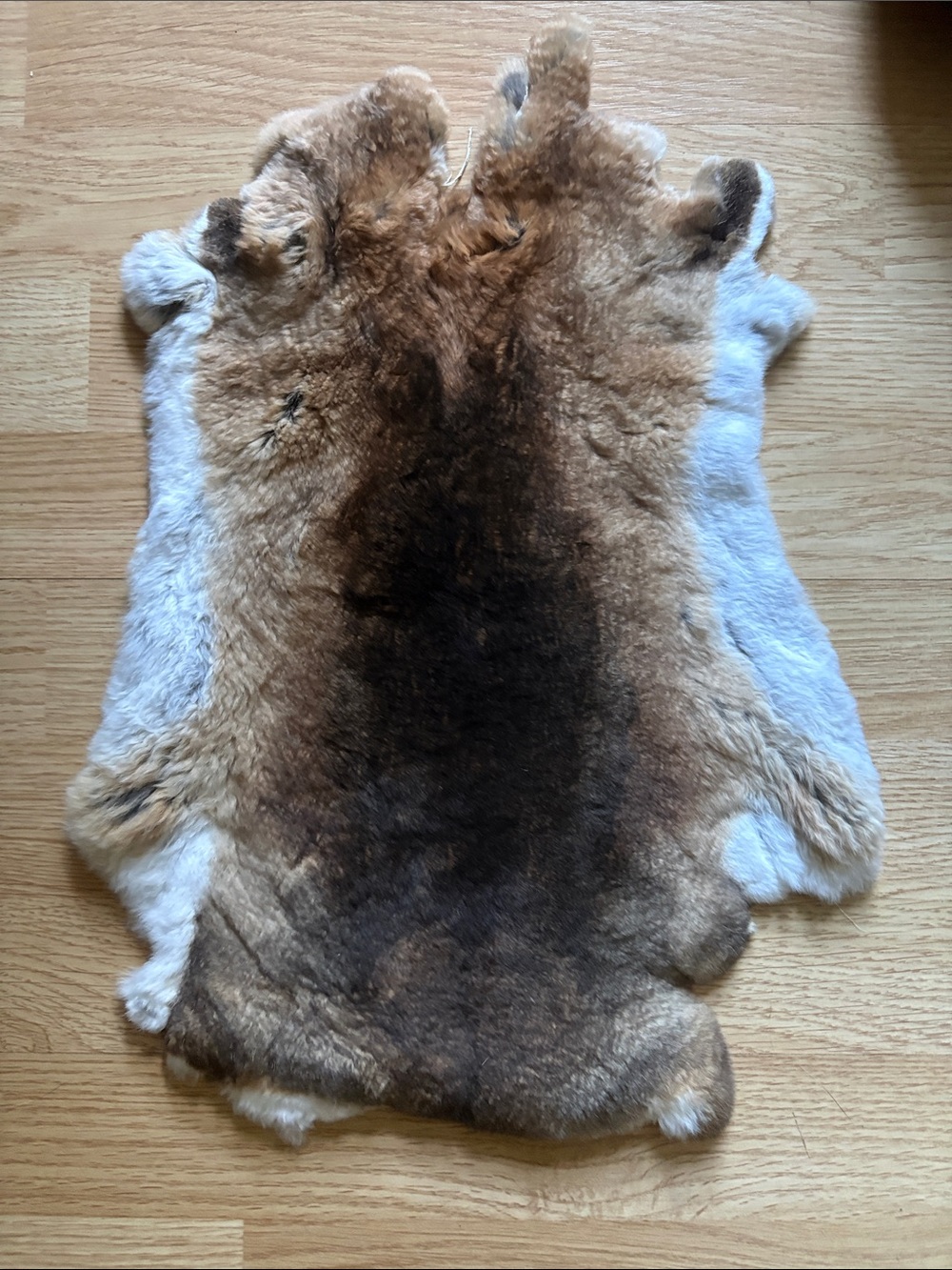 B0196 Rex rabbit hide